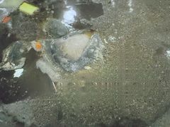 -太婆天府山珍酒楼(亚运村店)