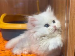 -欣宠猫屋·矮脚拿破仑·蓝金金渐层