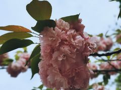 -嘉定紫藤园