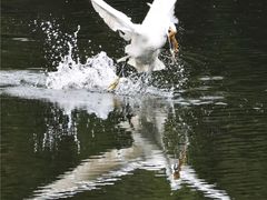 -重庆彩云湖湿地公园