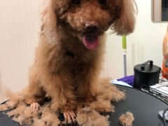 -小尾巴宠物店(万科·金域华庭店)