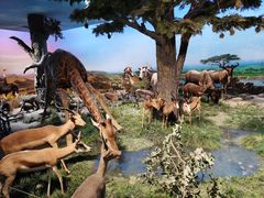 -国家自然博物馆