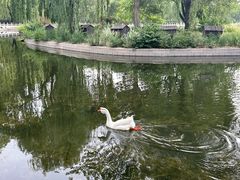 -莲花池公园