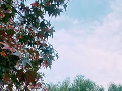 -上海滨江森林公园