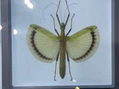 -上海昆虫博物馆