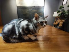 -咖法森林·咖啡  酒吧(天河店)