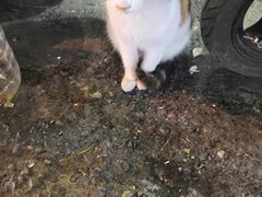 -清真马乐贝腊牛肉蛋黄菜夹馍(马蓉洒金桥店)