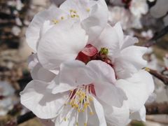 -海棠花溪(元大都城垣遗址公园)