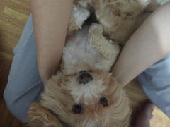 -佳雯宠物医院·皮肤科·内外科(春晓路分院)