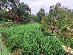 -杨家堂村