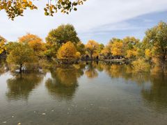 -金塔沙漠胡杨林景区