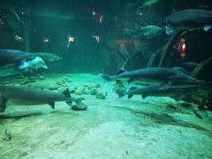 -华夏文旅海洋公园