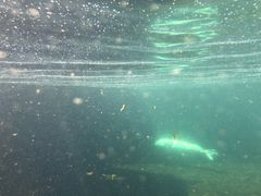 -西雅图水族馆