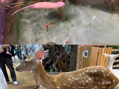 -正佳雨林生态植物园