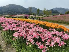 -径山花海