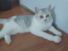 -中农国际动物医院24小时·猫科·骨科·急重症中心