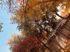 -三里屯东五街银杏大道