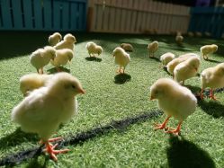 -萌宠亲子动物乐园(槐房万达店)