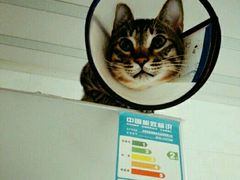 -瑞派宠物医院·24小时骨科·心脏·核磁(哈尔滨南岗店)