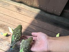 -燕塞湖鸟语林景区