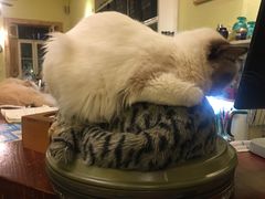 -猫色咖啡·猫咖