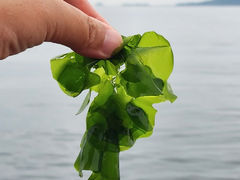 -悦海公园