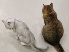 -共舞时光猫咖·狗咖(新街口店)