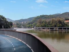 -银湖山郊野公园-相思林