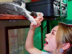 -猫咪博物馆(顶澳仔猫街店)