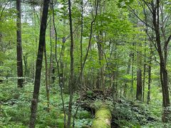 -五营红松林海景区
