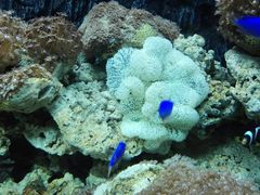 珊瑚-北戴河圣蓝海洋公园