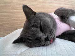 -达爱动物医院·犬猫分区·CT·复杂眼科(远洋山水分院)
