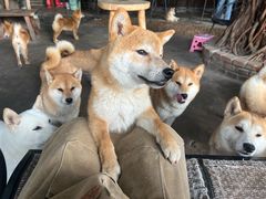 -柴犬高等学院·狗咖·柴犬售卖·宠物训练