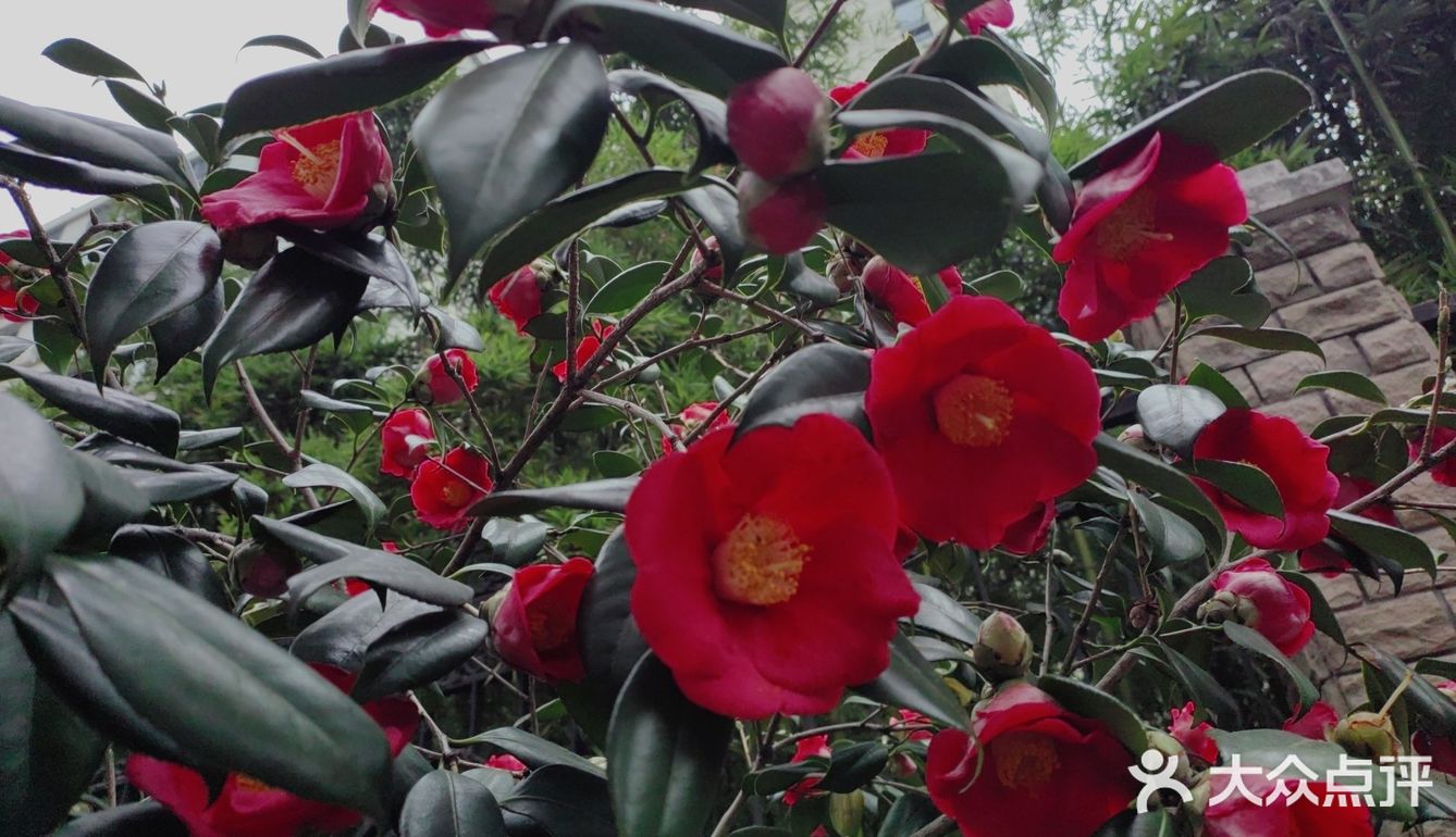 春季赏花｜山茶浓艳登场