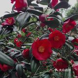 春季赏花｜山茶浓艳登场