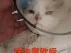 -瑞派雷欧宠物医院·24h夜诊·心脏骨科牙科·全科重症转诊中心(无影山店)