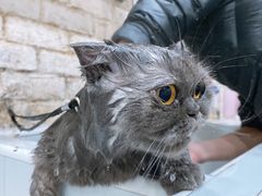 -八公叔叔宠物美容连锁(春申店)