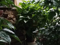 -桂林市花鸟市场