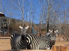 -大连森林动物园