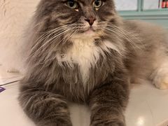 -安格丽娜·狗咖·猫咖羊驼咖(春熙路百盛商场店)