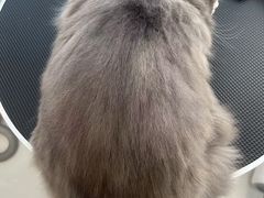 -老吴的猫·猫舍(新区店)