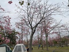 -风云岭森林公园