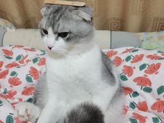 -佳雯宠物医院·皮肤科·内外科(春晓路分院)