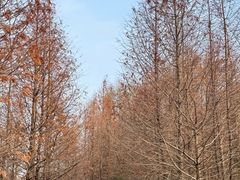 -溱湖国家湿地公园