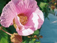 -西山漾湿地公园