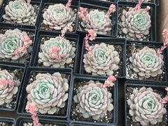 -龙大花卉苗木市场