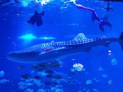 -烟台海昌鲸鲨海洋公园