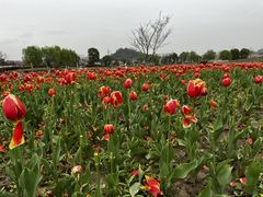 -径山花海