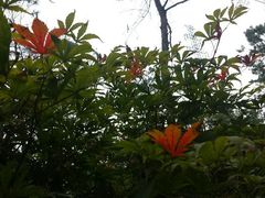 android_upload_pic-唐风温泉