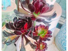 -金陵花卉交易市场